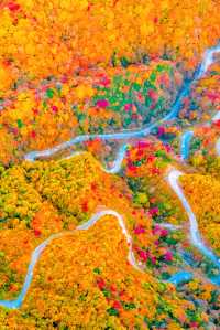 央視力推的秋日頂流成都周邊「中國紅葉第一山」