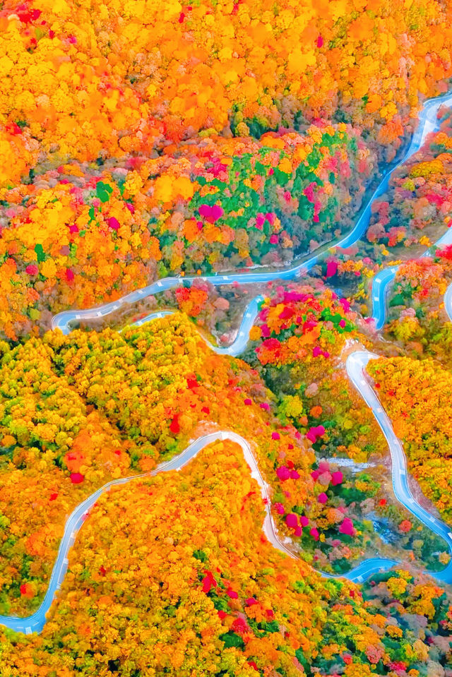 央視力推的秋日頂流成都周邊「中國紅葉第一山」 央視力推的秋日頂流成都周邊「中國紅葉第一山」