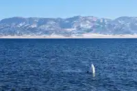 博爾塔拉｜回到賽里木湖