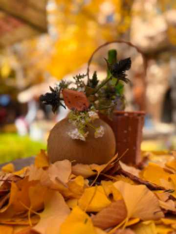 魔都黃金城道觀賞銀杏｜秒穿金色童話