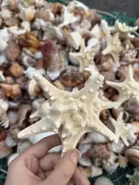 8小時中轉!極限速通青島(聖誕版