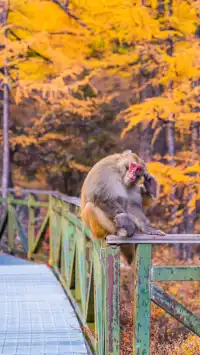 稻城亞丁拍到的各種野生動物