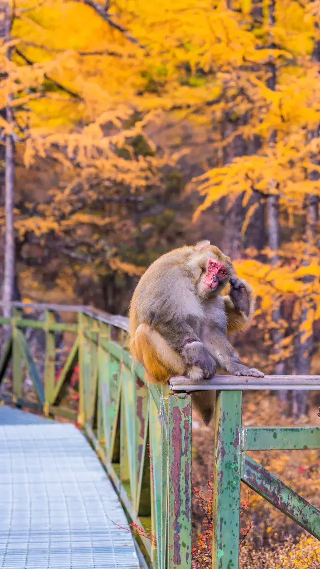 稻城亞丁拍到的各種野生動物 稻城亞丁拍到的各種野生動物