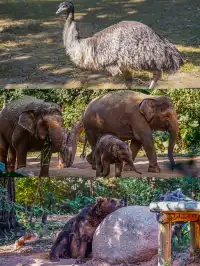 廣州長隆攻略1.5天玩透動物園，不走回頭路