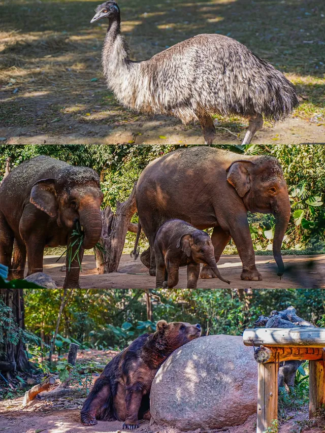 廣州長隆攻略1.5天玩透動物園，不走回頭路