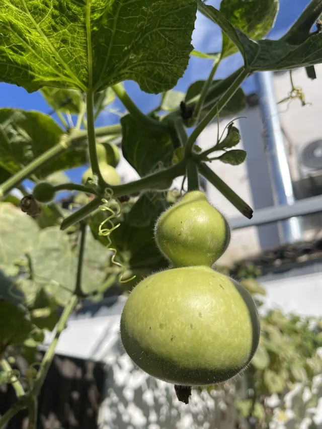 安徽宏村 安徽宏村