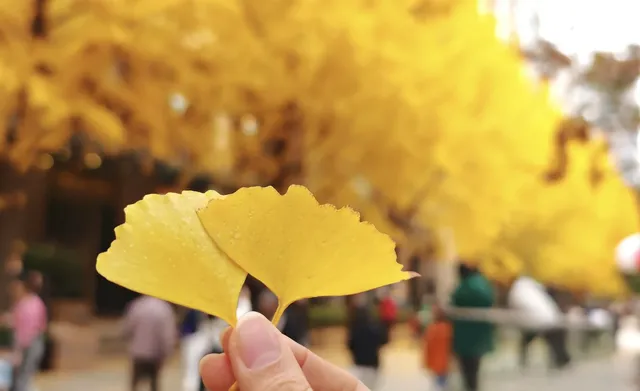 黃金城道及周邊最全銀杏拍攝citywalk路線 黃金城道及周邊最全銀杏拍攝citywalk路線