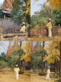 溫江藏著一個「紫禁城」，和銀杏同框太美啦