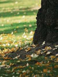 魔都小眾打卡！快看銀杏與聖誕樹撞了個滿懷