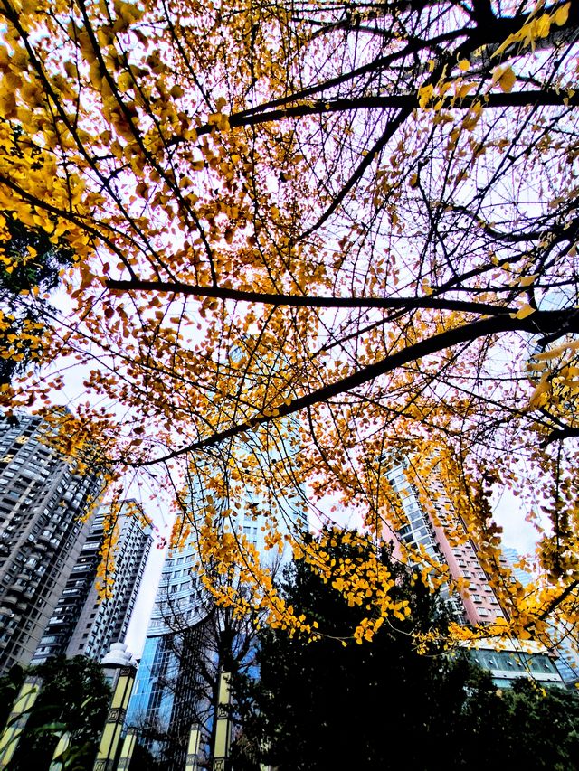 杏好~~有你 杏好~~有你