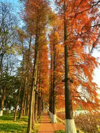 東湖的落羽杉紅了,快衝呀