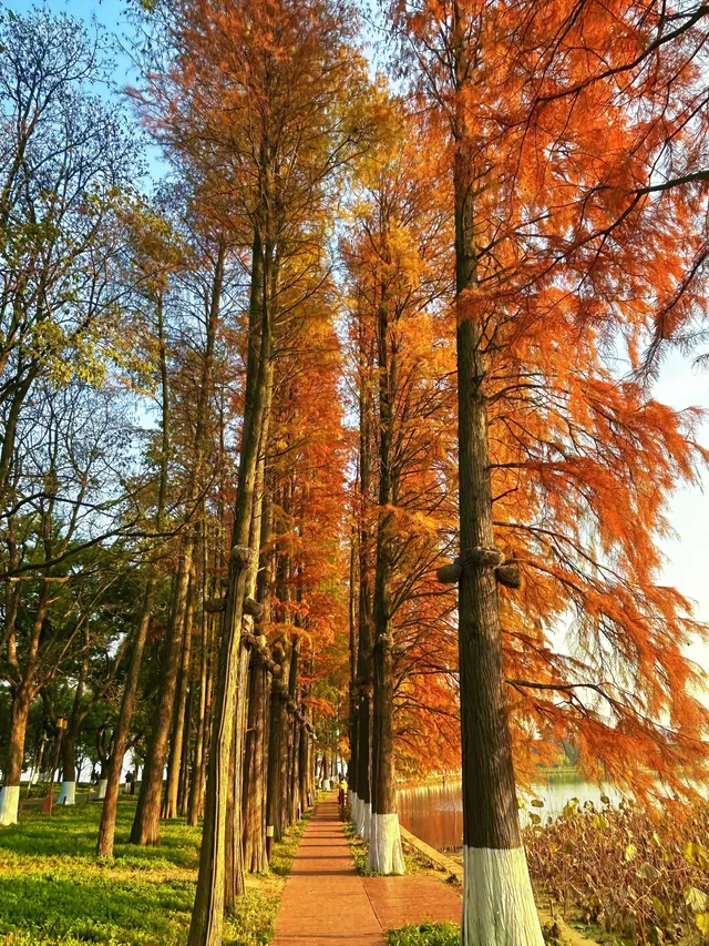 東湖的落羽杉紅了,快衝呀 東湖的落羽杉紅了,快衝呀