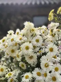 烏村農耕集|打卡藏在烏鎮古村的杭白菊花海