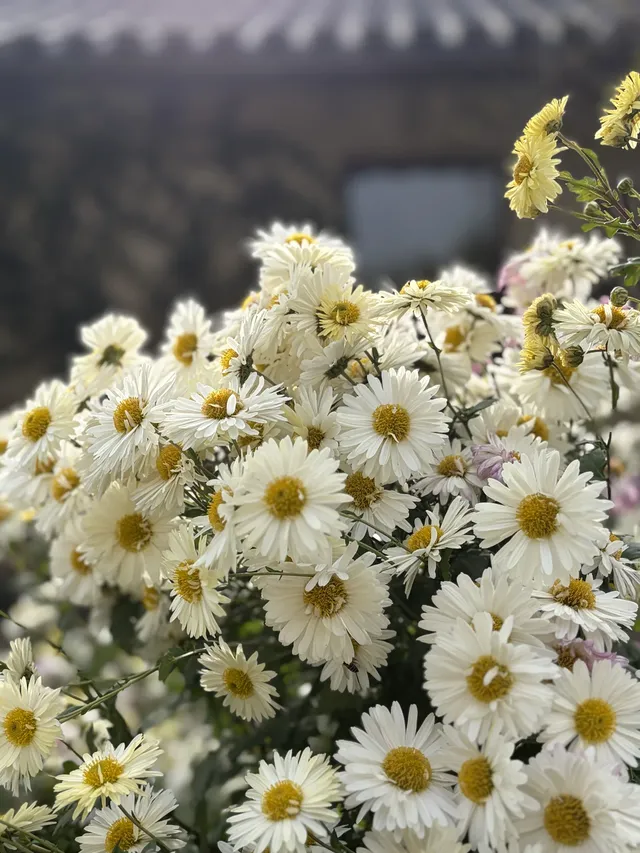 烏村農耕集|打卡藏在烏鎮古村的杭白菊花海 烏村農耕集|打卡藏在烏鎮古村的杭白菊花海