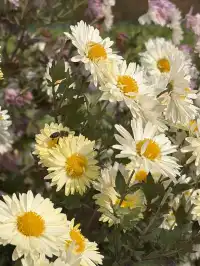烏村農耕集|打卡藏在烏鎮古村的杭白菊花海
