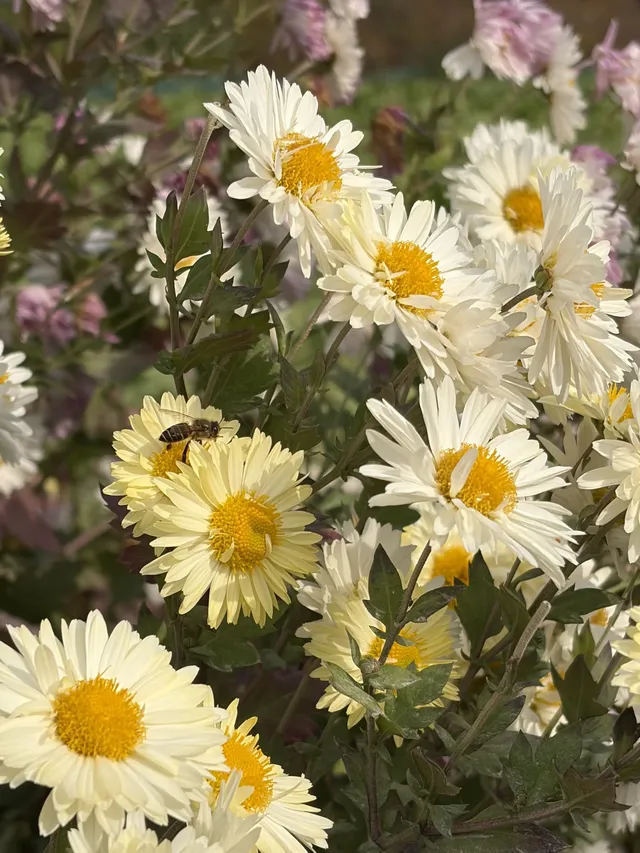 烏村農耕集|打卡藏在烏鎮古村的杭白菊花海 烏村農耕集|打卡藏在烏鎮古村的杭白菊花海