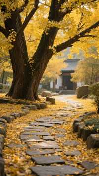 楓涇古鎮|滬浙交界1500年的酒香秘境,沉浸式打卡江南活態博