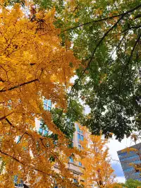 報劉海粟綠地 銀杏濃度已達99.9%