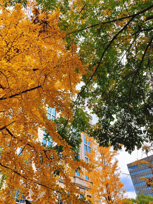 報劉海粟綠地 銀杏濃度已達99.9% 報劉海粟綠地 銀杏濃度已達99.9%