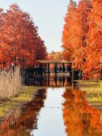 上海版“阿勒泰”｜水杉林美到窒息