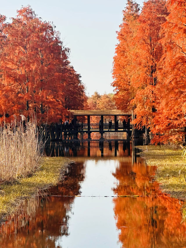上海版“阿勒泰”｜水杉林美到窒息