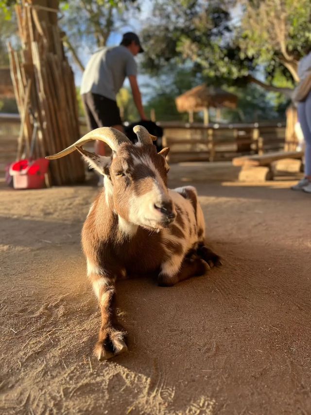 棕櫚泉特色動物園體驗
