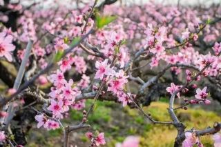 陝西桃花の秘境、三地域限定の春のロマンチックな旅