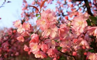 河南の海棠（ハナカイドウ）花の季節が到来、多くの名所で花見を楽しめます