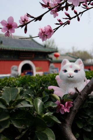 Hidden attractions at Shichahai: Vegetarian meals, blessings, and flower viewing – the most comforting way to soothe the soul.