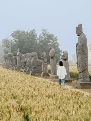 공이 영태릉 사진 촬영 가이드｜밀밭 속 북송 황릉, 너무나 감동적입니다