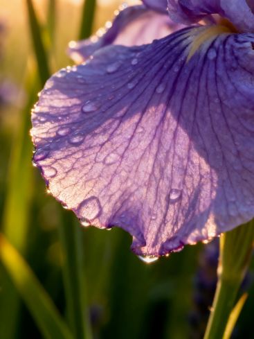 端午の紫のロマンス｜マイナースポットの花海完全攻略 | Trip.com 霍城