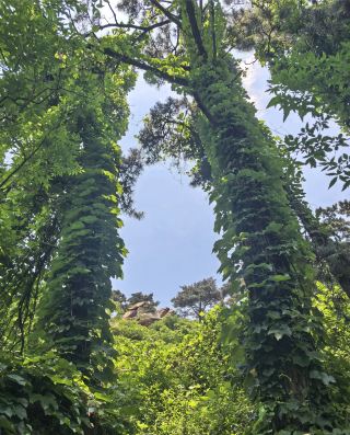 臨沭蒼馬山實地遊玩手記｜矮山兼顧古寺湖景，輕度徒步散心很合適