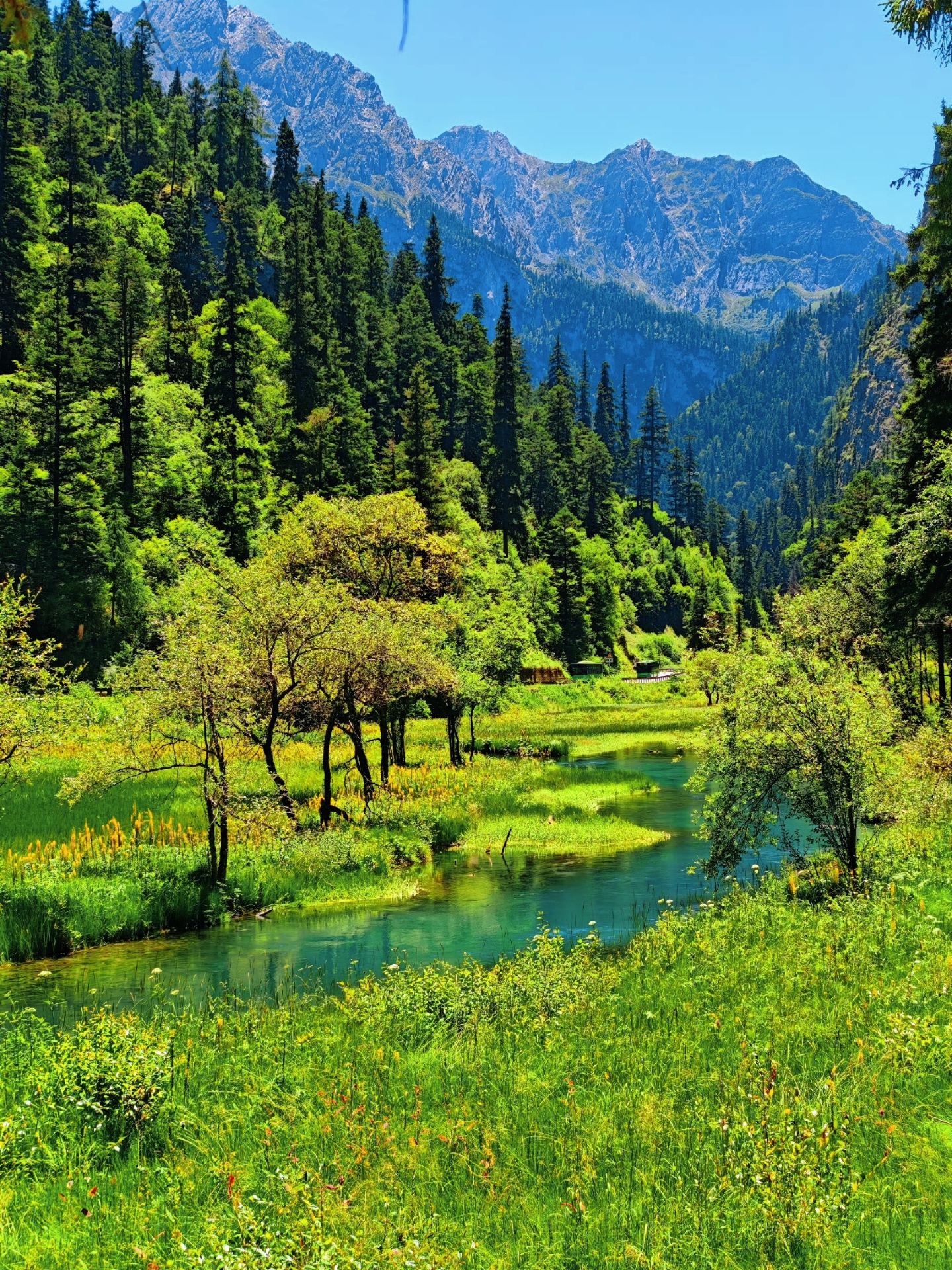 Don’t just wait for the golden autumn! The summer reed sea is Jiuzhaigou’s hidden cool escape