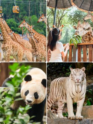 子連れで何度も通った長隆(チーロン)、ようやく見つけた「通」な攻略法✨