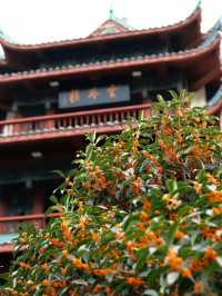 成都九月賞桂頂流公園，上千株桂樹開了，古韻感拉滿！