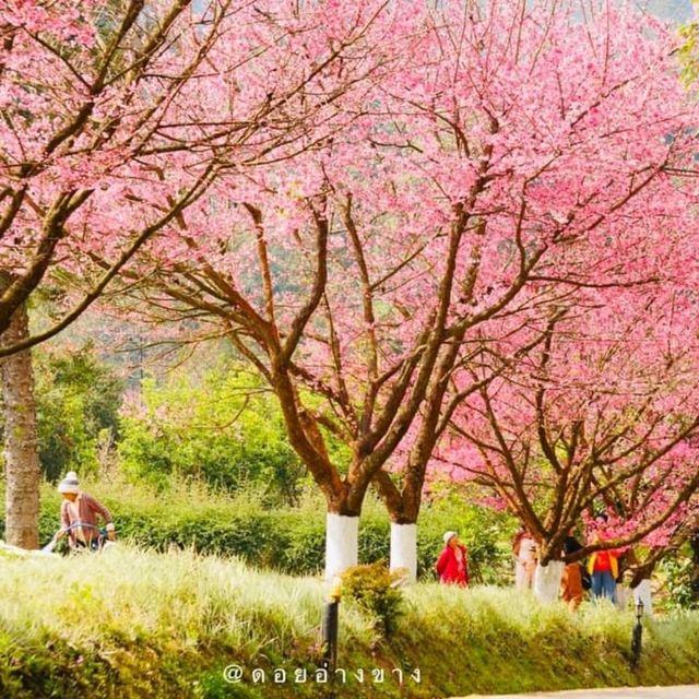 เที่ยวเมืองไทยเหมือนไปต่างประเทศ อ่างขาง
