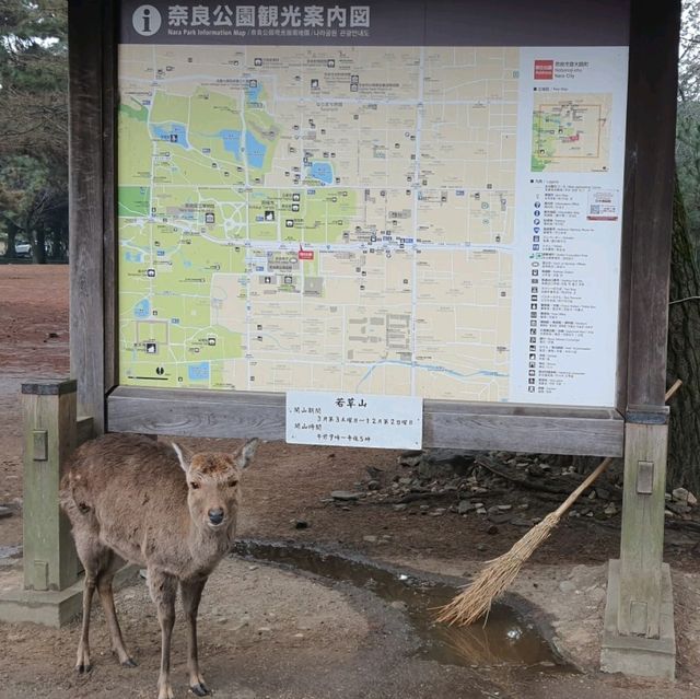散步奈良公園