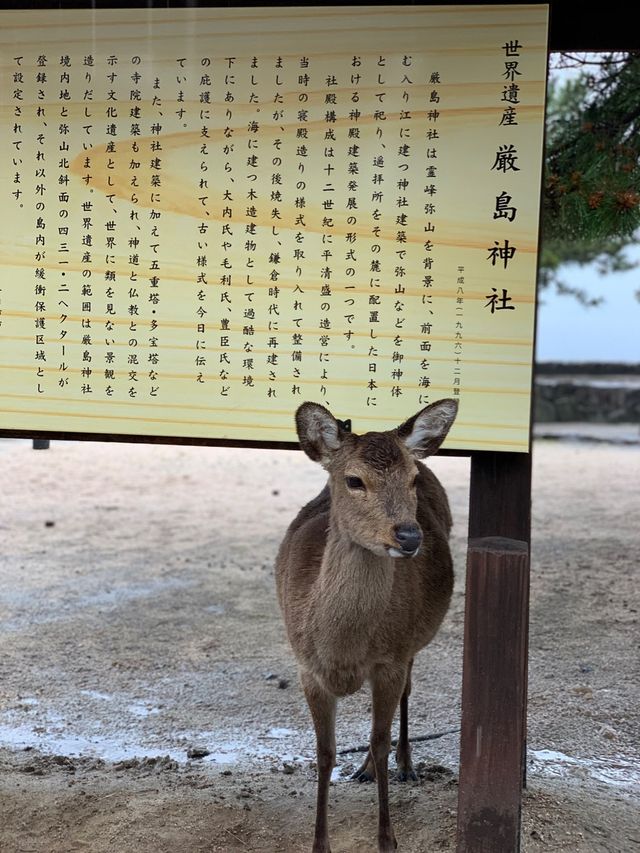 日本廣島、宮島