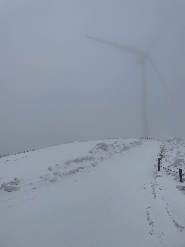 눈 오는 날 꼭 가야하는 대관령 명소 ❄️