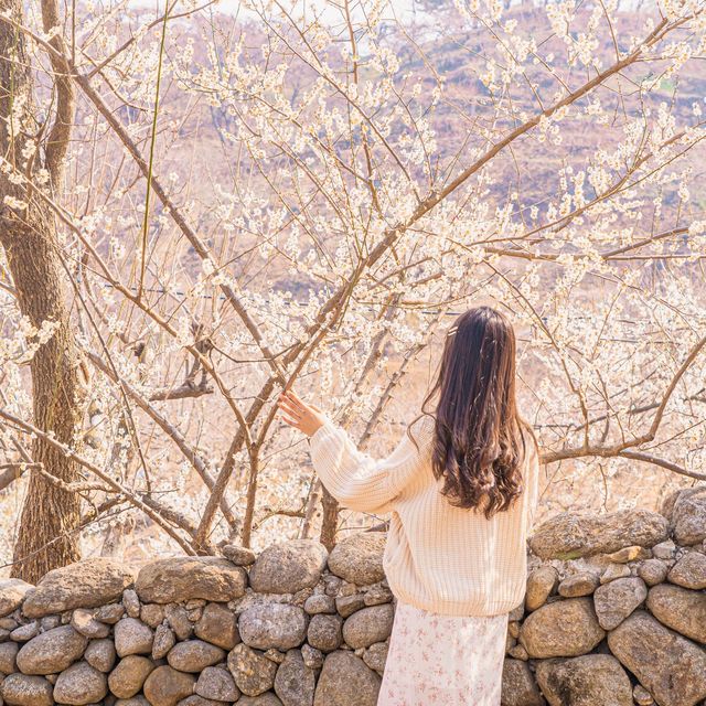 🌸매화로 가득찬 봄의마을 [광양, 매화마을]🌸