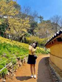 현 시각 벌써 만개했다는 수선화 천국🌼 서산 유기방가옥 💛