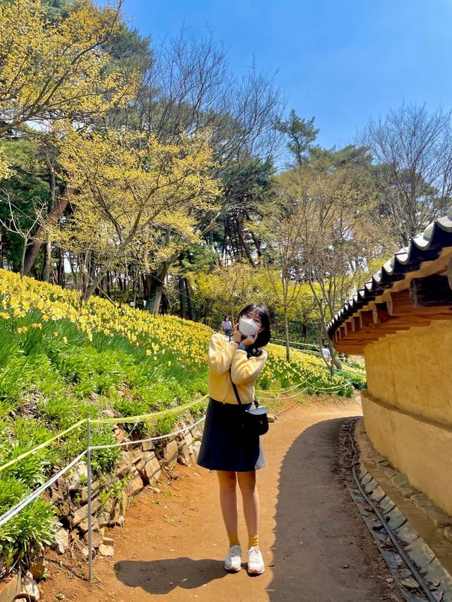 현 시각 벌써 만개했다는 수선화 천국🌼 서산 유기방가옥 💛