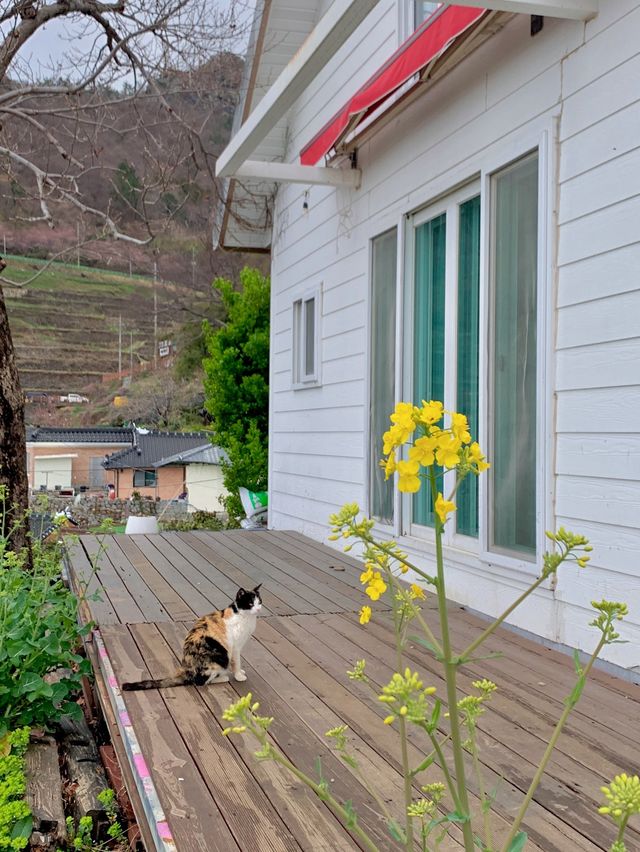 🌷봄에 남해에서 제일 이쁜 카페🌷
