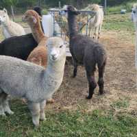 ไปเล่นกับอัลปาก้า Alpaca กัน