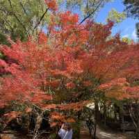 佐賀の紅葉スポット
