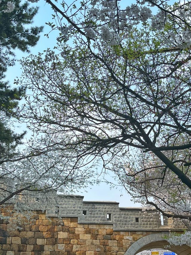 스물다섯 스물하나 촬영지에서 벚꽃 구경 🌸