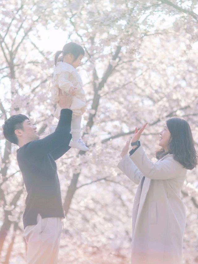 영화촬영지 같은 벚꽃나무길 "논현 근린공원"
