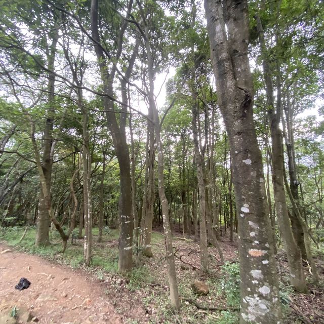 香港🇭🇰 ｜周日行山必選地點之一🌟 - 馬鞍山郊野公園🌲