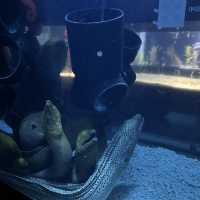 大邱の新世界デパートに水族館！？