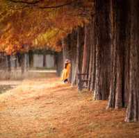 Metasequoia-gil is a place to go in Autumn 